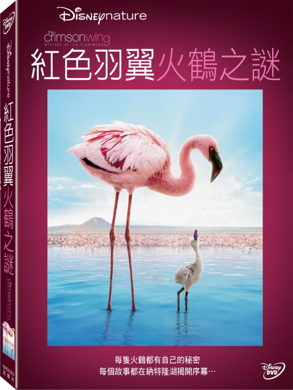 2008年美国9.2分纪录片《红色翅膀：火烈鸟故事》免费电影下载