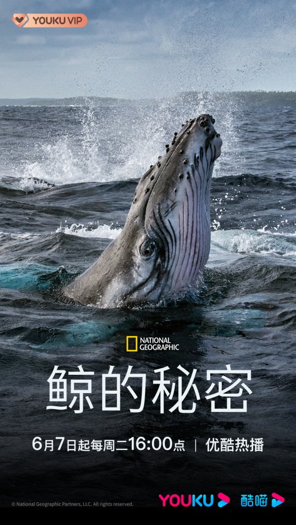 2022年美国9.4分纪录片《鲸鱼的秘密》更新至03集